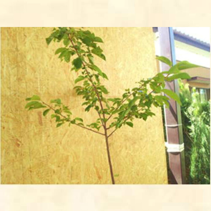 楽天市場】サクラ 河津桜 (カワヅザクラ) 樹高1.8〜2.0m前後(根鉢含ま 
