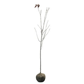 サクラ 河津桜 (カワヅザクラ) 樹高1.8〜2.0m前後(根鉢含まず) 単品
