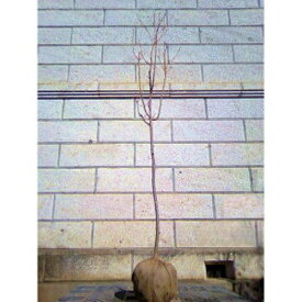 サクラ 普賢象 (フゲンゾウ) 樹高1.8〜2.0m前後(根鉢含まず) 単品