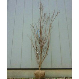サルスベリ ディアパープル 樹高1.8〜2.0m前後(根鉢含まず) 単品