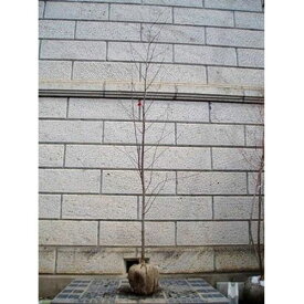 ナナカマド 単木 樹高1.8〜2.0m前後(根鉢含まず) 単品