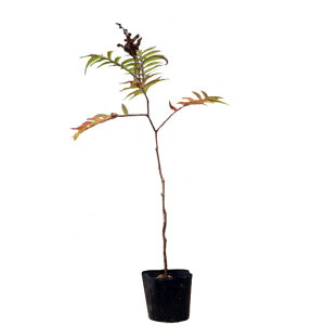 zULiiJ}h 30`50cmO 20|bgZbg