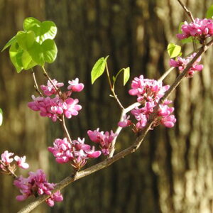 niYIE 30`50cmO 20|bgZbg