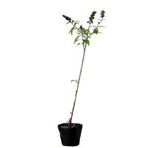 ubhA  30`50cmO 20|bgZbg