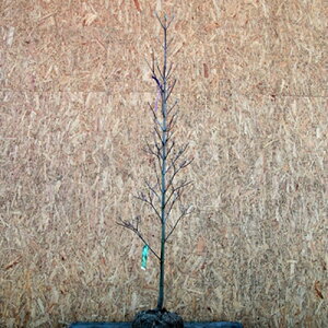 ハナミズキ クラウドナイン 白花 単木 樹高1.5〜1.8m前後(根鉢含まず) 単品