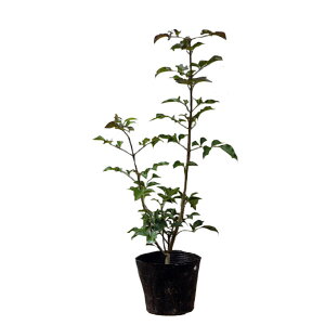 }oAI_ 30`50cmO 20|bgZbg