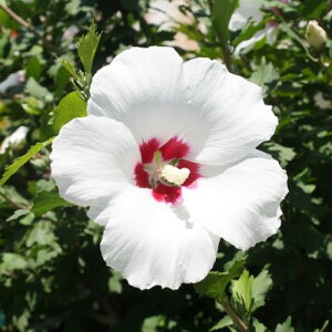 ���N�Q ����1.8�`2.0m�O��(�����܂܂�) �P�i