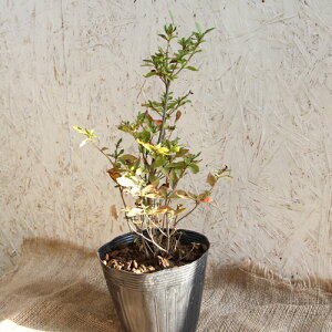 }ccW 40`50cmO 5|bgZbg