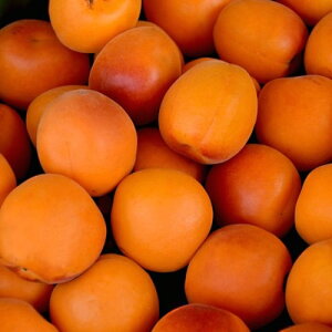 AY S[hRbg 80cmO 3{Zbg