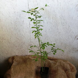 楽天市場 鉢植え 花 室内 種類 植物 ブルーベリー の通販