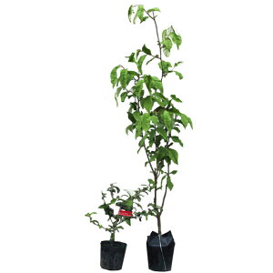 O~ rbNO~ 80cmO icO~ 30cmO 󕲎2{Zbg