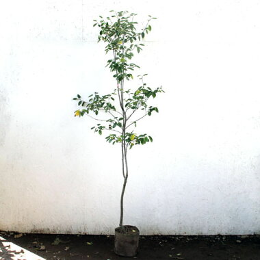 【楽天市場】ジューンベリー 単木 樹高1.8～2.0m前後(根鉢含まず) 単品：相馬グリーン