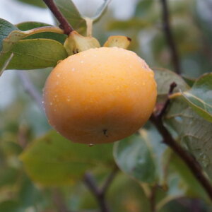 ` xL (tE)ET ([W}) 80cmO 󕲎2{Zbg