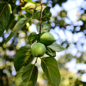 ` `ET 80cmO 󕲎2{Zbg