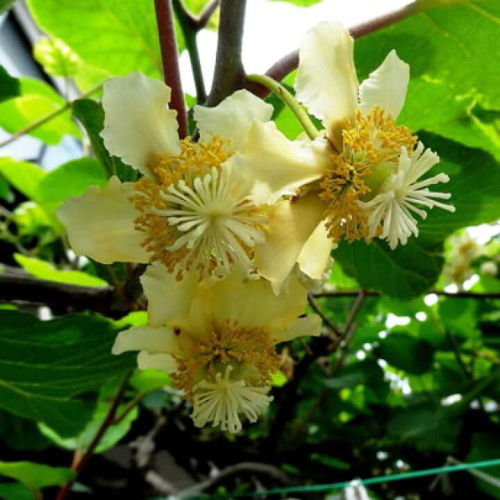 楽天市場 キウイ 香緑 メス トムリ オス 樹高80cm前後 受粉樹2本セット 相馬グリーン