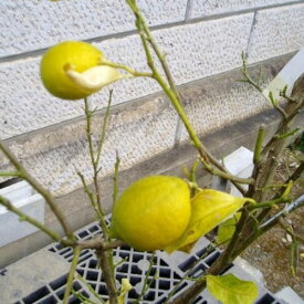 レモン (品種指定不可) 単木 樹高1.2m前後(根鉢含まず) 単品