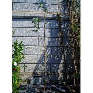 S ӂ 1.8`2.0mO(܂܂) Pi