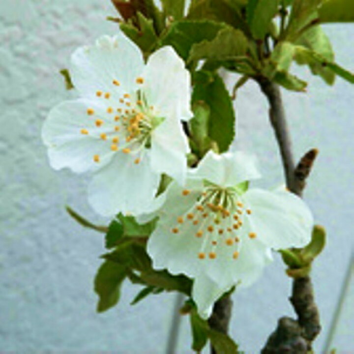 楽天市場 サクランボ 佐藤錦 ナポレオン 樹高80cm前後 受粉樹2本セット 相馬グリーン 楽天市場 サクランボ 佐藤錦 ナポレオン 樹高80cm前後 受粉樹2本セット 相馬グリーン