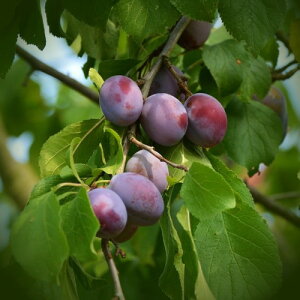 X MziLEjEnEbh 80cmO 󕲎2{Zbg