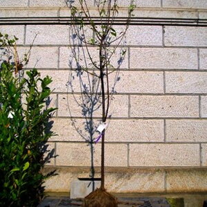 xjoX nEbh 1.8`2.0mO(܂܂) Pi