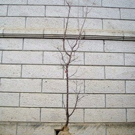 ブンゴウメ 樹高1.8〜2.0m前後(根鉢含まず) 単品