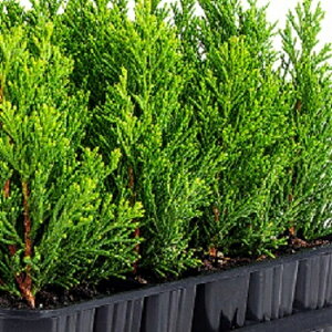 qmL }`LreBReic@10cmO 100{ZbgioΉsj