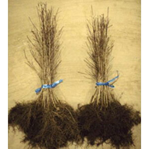 Cn~W ͂c 30cmO 100{ZbgioΉsj