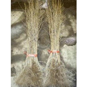 IIV}UN ͂c 60`100cmO 100{ZbgioΉsj