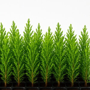 XM }`LreBReic@10cmO 100{ZbgioΉsj