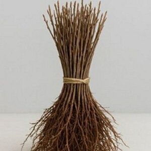 LiM ͂c 10cmO 100{ZbgioΉsj