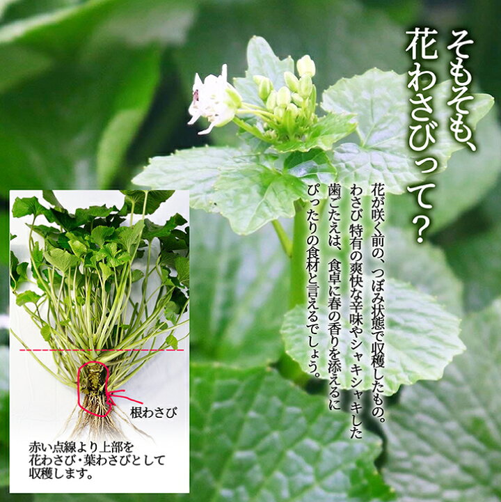楽天市場】【2023年2月下旬発送・先行予約】 花わさび 約1kgバラ詰め 