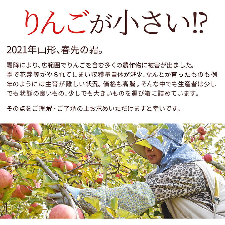 楽天市場 只今 お届け中 りんご 訳あり １０ｋｇ 送料無料 サンふじ 早生ふじ サンつがる 山形県産 産地直送りんご お徳用 ジャムにもｏｋなりんご りんごジュースにもｏｋ 家庭用りんご 日時指定不可 食べ物 果物 ポイント消化 お年賀 グルメ ギフトお