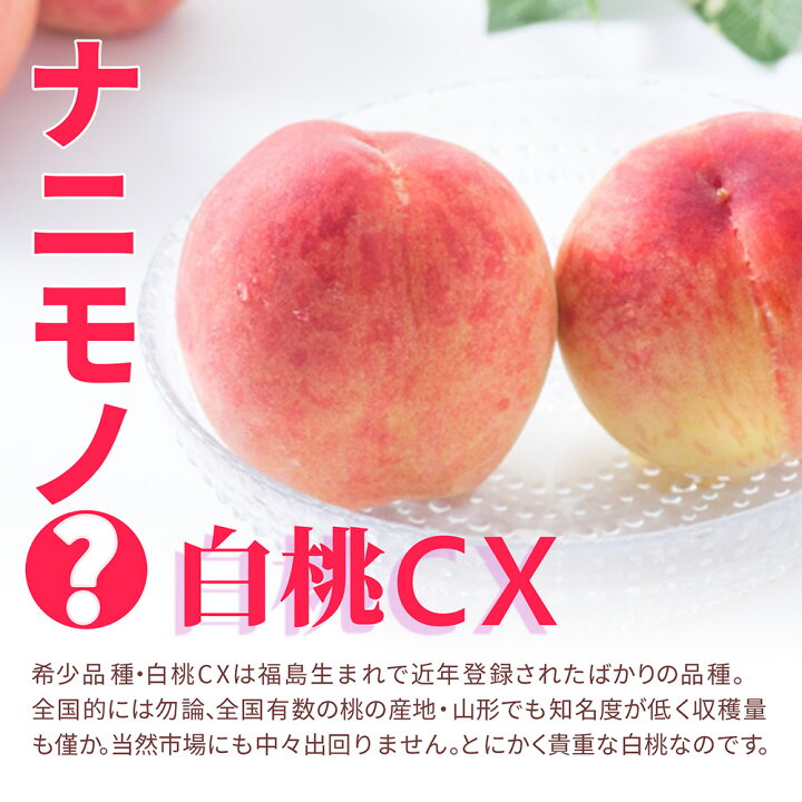 楽天市場】【2025年9月下旬発送・先行早割】 硬い桃 白桃 秀品 白桃CX 