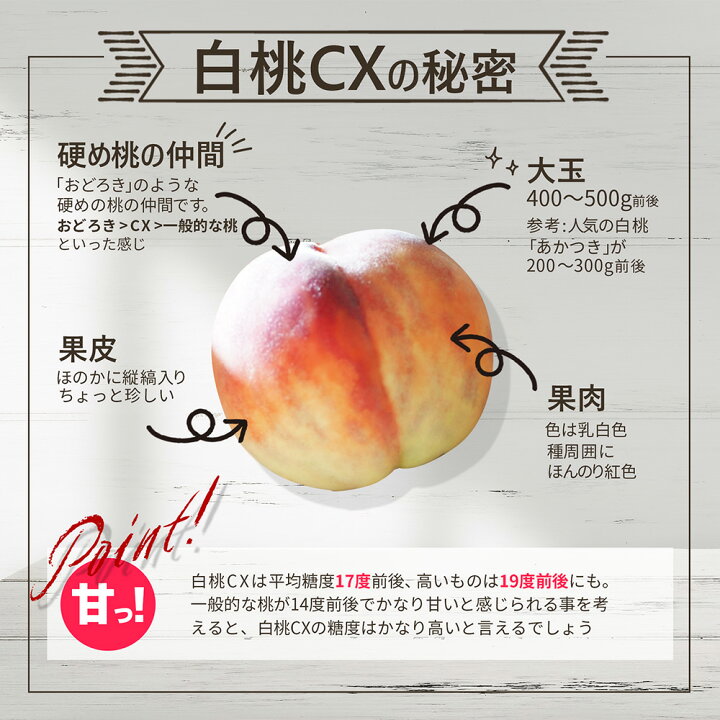 楽天市場】【2025年9月下旬発送・先行早割】 硬い桃 白桃 秀品 白桃CX 