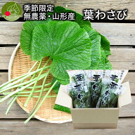 無農薬栽培 葉わさび 約75g×10束入り 季節限定 名水百選 山形県産 わさび専門ハウス直送 新鮮 採れたて …
