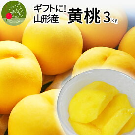 【楽天スーパーSALE・10%OFF】【2024年8月下旬発送・先行早割】 山形県産 秀品 黄桃 3kg（10～16玉前後）クール便 敬老の日 ギフト 化粧箱入り 黄桃 山形県から産地直送 硬い桃 黄桃 黄金桃 桃 送料無料 果物 フルーツ 残暑見舞い