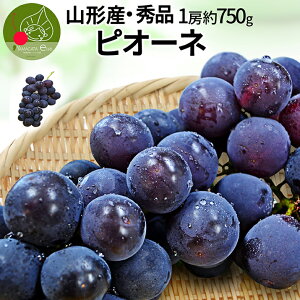 y9{Esz Ԃǂ sI[l 1[ 750gO Gi Mtg [ 嗱 R`Y ̂肽 Yn Ȃ uhE ϔl R`Y lOK  v[g 蕨  