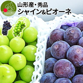 【2024年9月下旬発送開始】 秀品 シャインマスカット ＆ ピオーネ 約1.5kg（約750g×2房）山形県産 産地直送 果物 産地直送 化粧箱詰め！同梱不可熨斗OK※九州 沖縄 離島へは別途送料がかかります 送料無料 誕生日 残暑見舞い