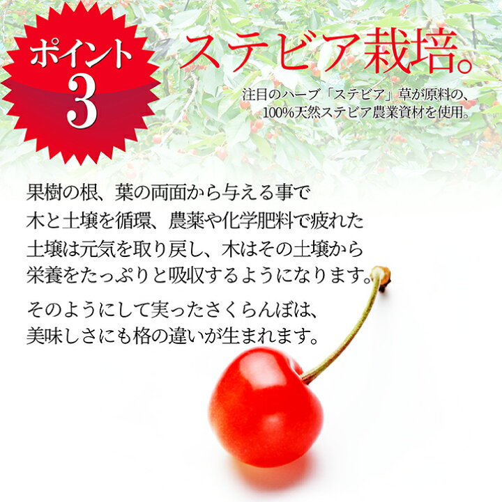 市場】【スーパーSALE10%OFF】 【2022年6月下旬発送・先行予約】 2L 特秀 さくらんぼ 佐藤錦 贈答品 1kg(500g×2)なんと、名水百選の水を使って栽培!品質保障 山形県 産地直送 佐藤錦 2Lサイズ 送料無料【同梱不可】【日時指定不可】 : グルメ&ギフトお ... 市場】【スーパーSALE10%OFF】 【2022年6月下旬発送・先行予約】 2L 特秀 さくらんぼ 佐藤錦 贈答品 1kg(500g×2)なんと、名水百選の水を使って栽培!品質保障 山形県 産地直送 佐藤錦 2Lサイズ 送料無料【同梱不可】【日時指定不可】 : グルメ&ギフトお ...