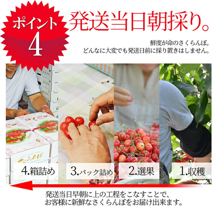 市場】【2022年6月下旬発送・先行予約】 さくらんぼ 佐藤錦 秀品 L玉 1kg 山形県産を産地直送! 化粧箱入 お中元 ギフト お中元 ギフト 贈答品として人気です 送料無料 内祝い : グルメ&ギフトお取り寄せ山形eLab 市場】【2022年6月下旬発送・先行予約】 さくらんぼ 佐藤錦 秀品 L玉 1kg 山形県産を産地直送! 化粧箱入 お中元 ギフト お中元 ギフト 贈答品として人気です 送料無料 内祝い : グルメ&ギフトお取り寄せ山形eLab