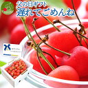 父の日 ギフト さくらんぼ 佐藤錦 贈答品 500g×1パック 秀品 L玉 のし 食べ物 人気 送料無料 同梱不可 日時指定 レビュー高評価4.8以上! 早割 ...