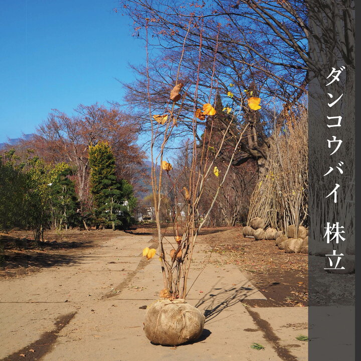 ダンコウバイ 抜き苗 1苗 ダンコウバイ 苗木 販売 トオヤマグリーン ダンコウバイ　抜き苗　1苗