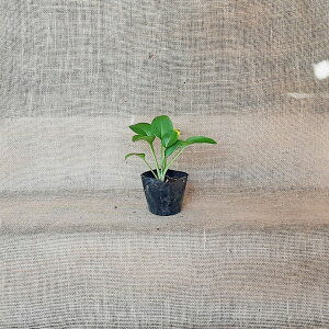 ギボウシ 24ポットセット ホスタ