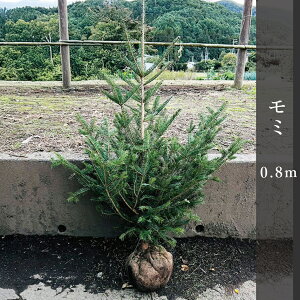 ~0.8m  NX}Xc[yԌzY݂̖ Pi