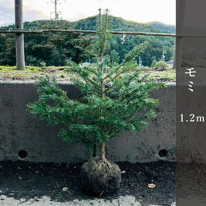 ~1.2m  NX}Xc[yԌzY݂̖ Pi