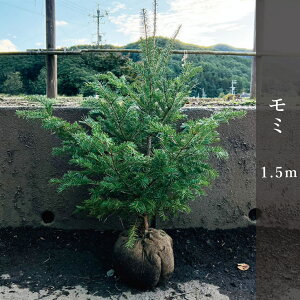 ~1.5m NX}Xc[yԌzY݂̖ Pi