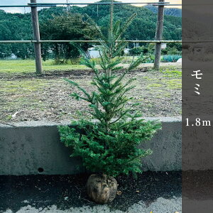 ~1.8m  NX}Xc[yԌzY݂̖ Pi