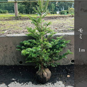 ~1m  NX}Xc[yԌzY݂̖ Pi