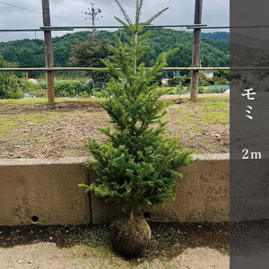 ~2m  NX}Xc[yԌzY݂̖ Pi