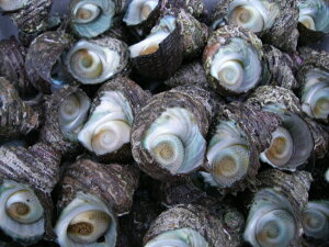 �y�V�ň��l�ɒ���!�V�R�T�U�G�@���{�C����V�N�ȃv���v���T�U�G�����͂��I��l���ł̃o�[�x�L���[�ɍō��I��5kg�i40�`80��)